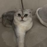 Photo de chat perdu à Chanas