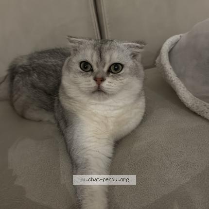 Photo 1/1 Minnoch Chat perdu à Chanas