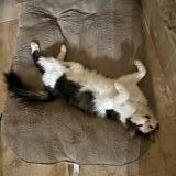 Photo de chat perdu à Bogeve