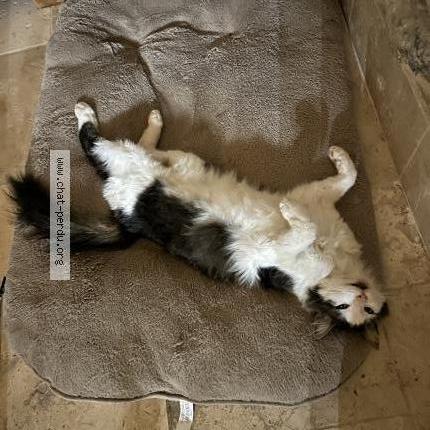 Photo 1/1 Chat retrouvé Perdu à Bogeve