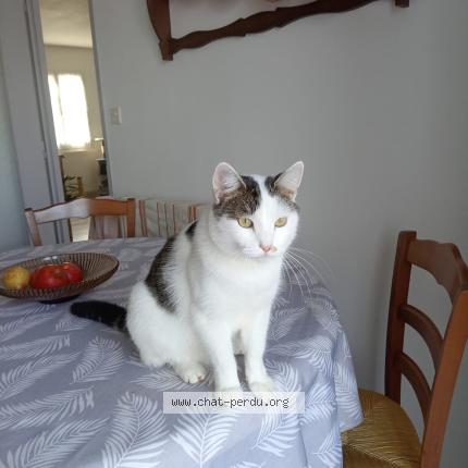 Photo 1/1 Chat retrouvé Perdu à Meursault