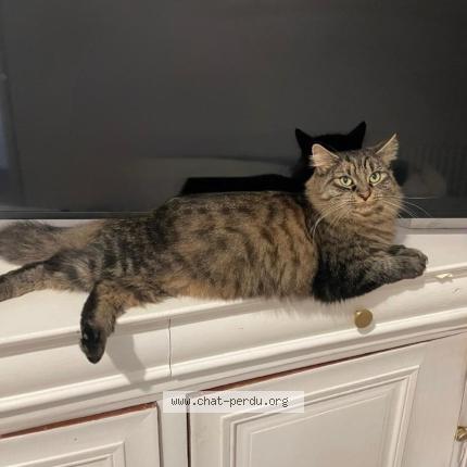 Photo 1/1 Chat retrouvé Perdu à Tremblay en france