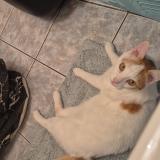 Photo de chat perdu à Rillieux La Pape