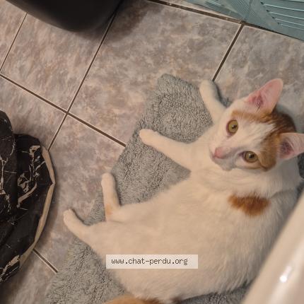 Photo 1/1 Walter Chat perdu à Rillieux la pape