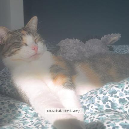 Photo 1/1 AURA Chat perdu à Begles