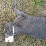 Photo de chat trouvé à Chinchon