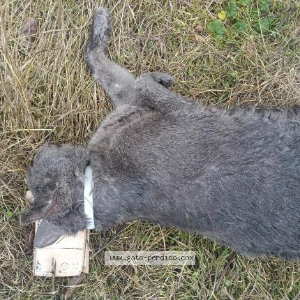 Photo 1/1 Chat trouvé Trouvé à Chinchon