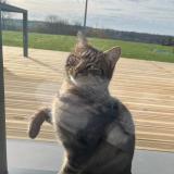 Photo de chat trouvé à Baudre