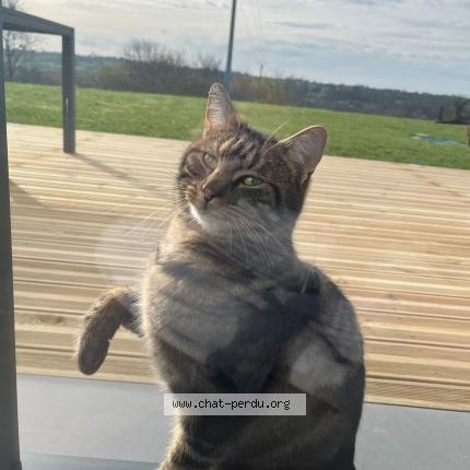 Photo 1/1 Chat trouvé Trouvé à Baudre