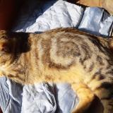 Photo de chat trouvé à La Ferte Villeneuil