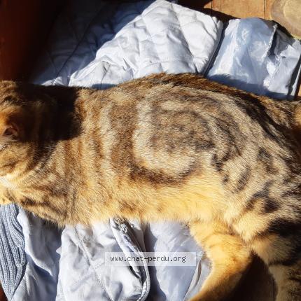 Photo de chat trouvé à La Ferte Villeneuil