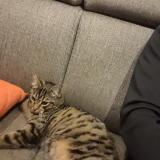 Photo de chat perdu à St Laurent Du Var