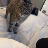 Photo de chat perdu à Albertville