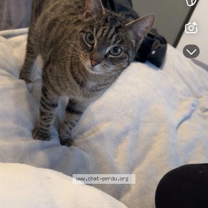 Photo 1/1 Bagheera Chat perdu à Albertville