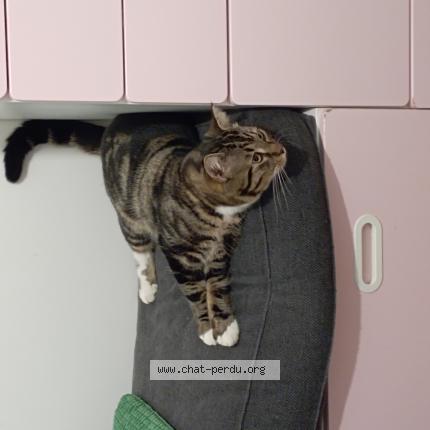 Photo 1/1 Chat trouvé Trouvé à Marseille