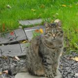 Photo de chat perdu à Liege