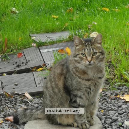 Photo 1/1 Keukou Chat perdu à Liege