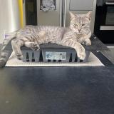 Photo de chat perdu à Templemars