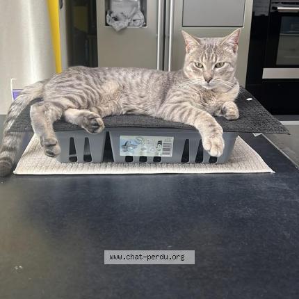 Photo 1/1 Leon Chat perdu à Templemars