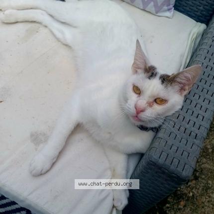 Photo 1/1 Guss Chat perdu à Paillet