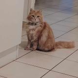 Photo de chat perdu à Lens