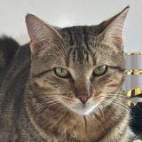 Photo de chat perdu à Nancy