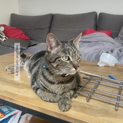 Photo 1/1 Chat retrouvé Perdu à Villeurbanne