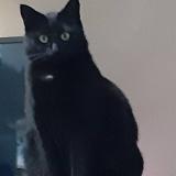 Photo de chat perdu à Quaregnon