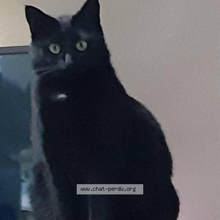 Photo 1/1 Kira Chat perdu à Quaregnon