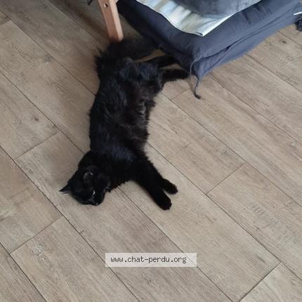 Photo 1/1 Azulie Chat perdu à Melle