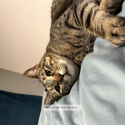 Photo 1/1 Simba Chat perdu à Autruy sur juine