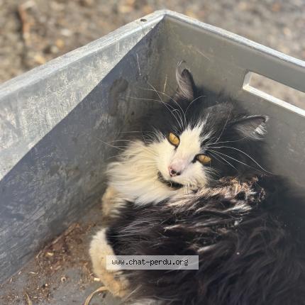 Photo 1/1 Oreo Chat perdu à Ecommoy