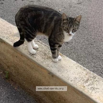 Photo 1/1 Sushi Chat perdu à Theza