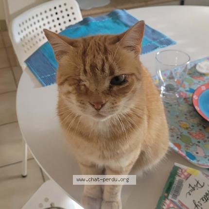 Photo 1/1 Pompon Chat perdu à Lorient