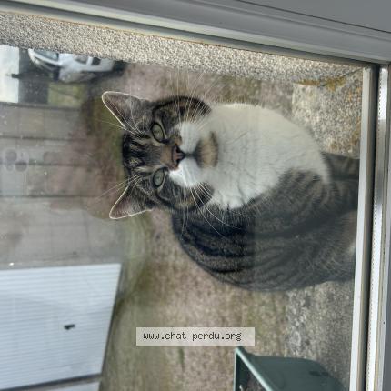 Photo 1/1 Chat trouvé Trouvé à Balines