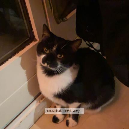 Photo 1/1 Chat retrouvé Perdu à Deville les rouen