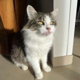 Photo de chat perdu à Villefranque