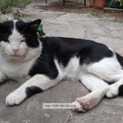 Photo 1/1 Chat retrouvé Perdu à Montpellier