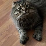 Photo de chat perdu à Mont St Gregoire