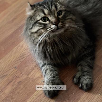 Photo 1/1 Kayleur Chat perdu à Mont st gregoire