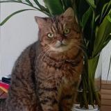 Photo de chat perdu à Saint Francois