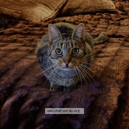 Photo 1/1 Pépite Chat perdu à Savigny le temple