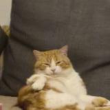 Photo de chat perdu à Cormelles Le Royal