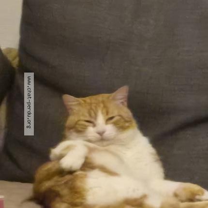 Photo 1/1 Cara Chat perdu à Cormelles le royal