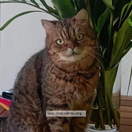 Photo 1/1 WENDY Chat perdu à Saint francois