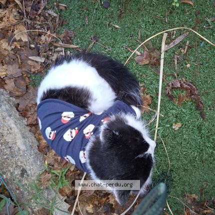 Photo 1/1 Chat retrouvé Perdu à Saint cyr sur mer