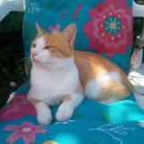 Photo de chat perdu à Gourin