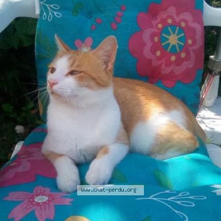 Photo 1/1 Rom&eacute;o Chat perdu à Gourin