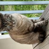 Photo de chat trouvé à Toulouse