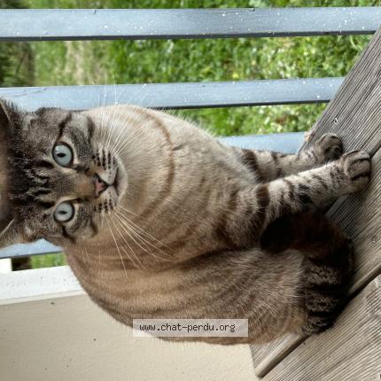 Photo 1/1 Chat trouvé Trouvé à Toulouse